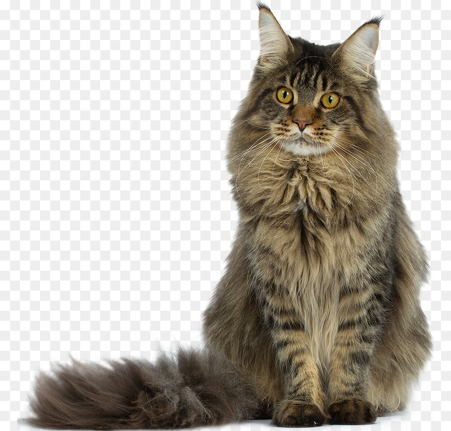 Maine-Coon-Türkisch-Angora-Snowshoe-Katze Singapura Katze, Waschbär - Waschbär