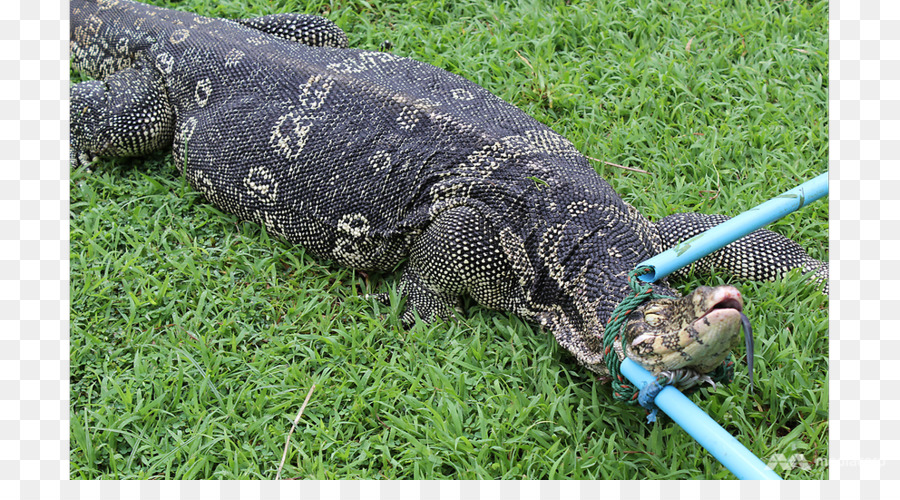Lizard Lumphini Park asiatische Wasser-monitor Reptil Alligator - Eidechse
