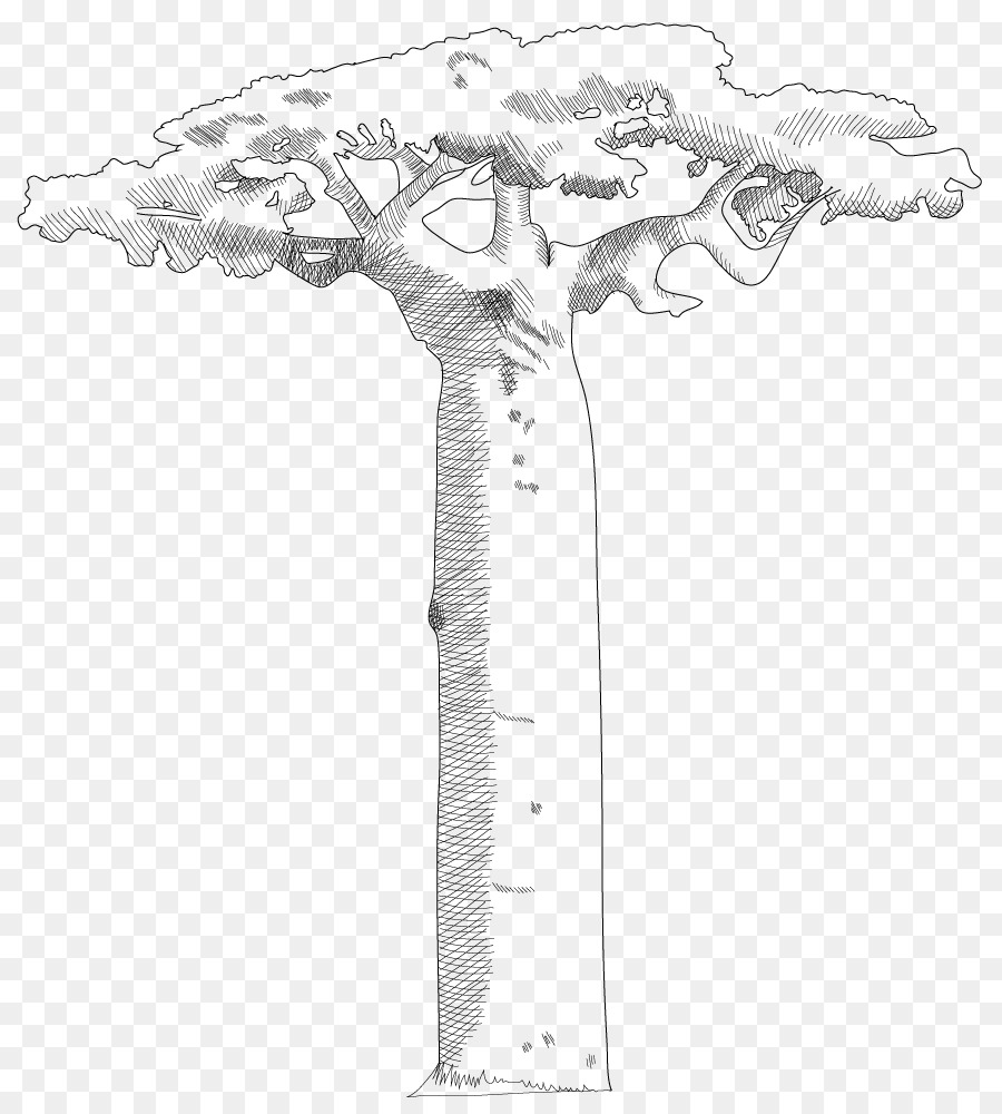Adansonia digitata Cây chai thảo nguyên Cây Tán - những người khác