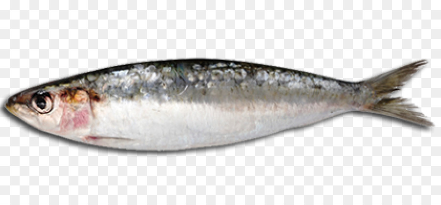 Cá Sardine bít tết dầu Cá Dầu cá - cá