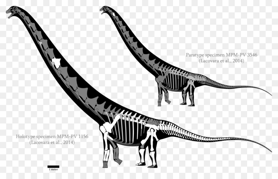 Velociraptor Futalognkosaurus Dreadnoughtus Carcharodontosaurus Mamenchisaurus - Dinosauro