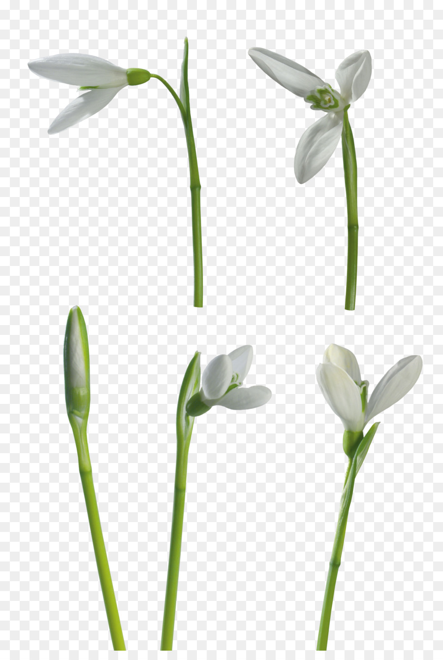 Schneeglöckchen Blume clipart - Blume