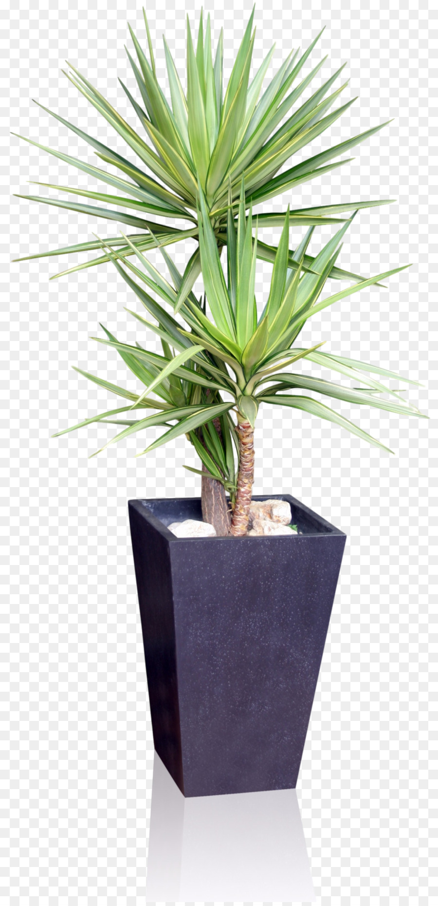 Palm Tree Background img
