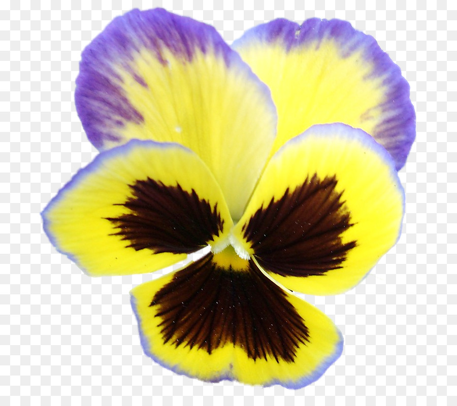 Pansy Flower Clip Art - andere - Unlimited Download. cleanpng.com. 
