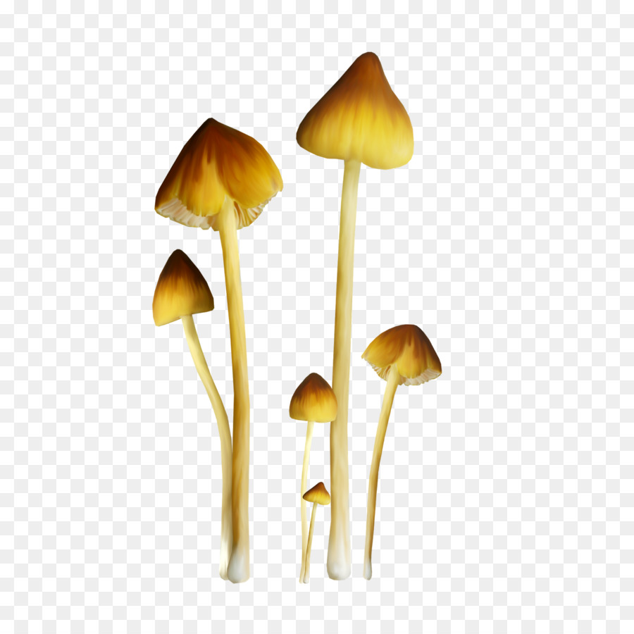 Fungo Commestibile, fungo Pleurotus eryngii Clip art - funghi