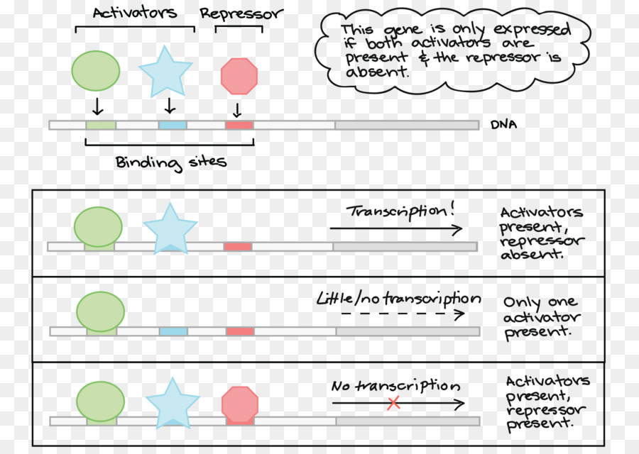 Aktivator-Repressor-Transkriptionsfaktor, der RNA-polymerase - andere