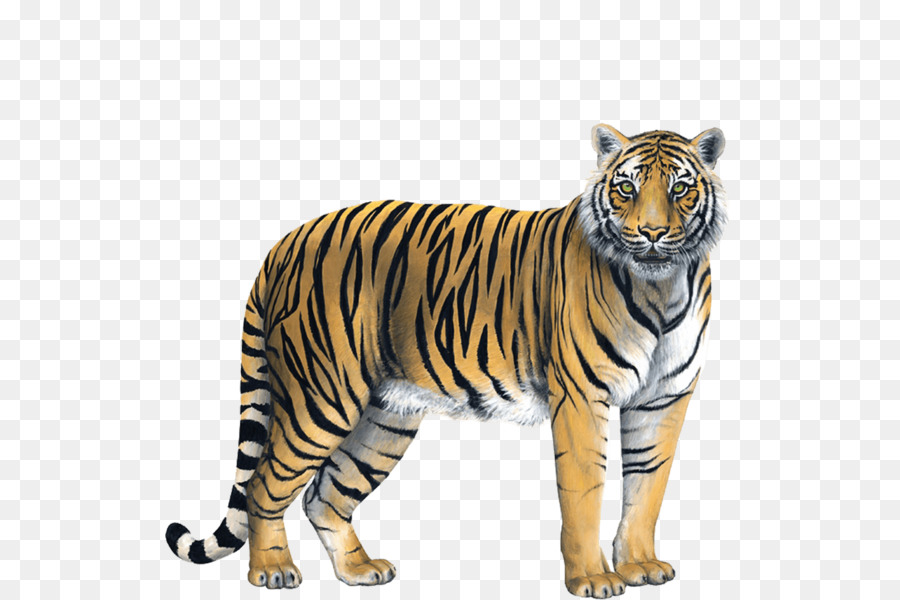 Hổ Dán Tường - con hổ