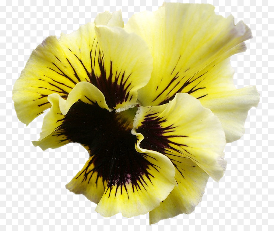 Pansy Archiv Datei RAR clipart - andere