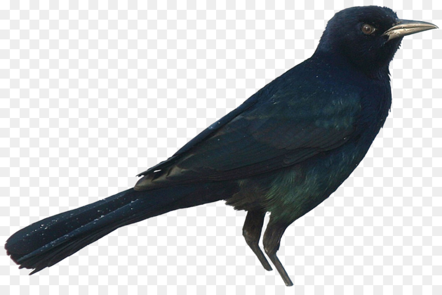American crow New Caledonian crow, Rook Common raven - Krähe