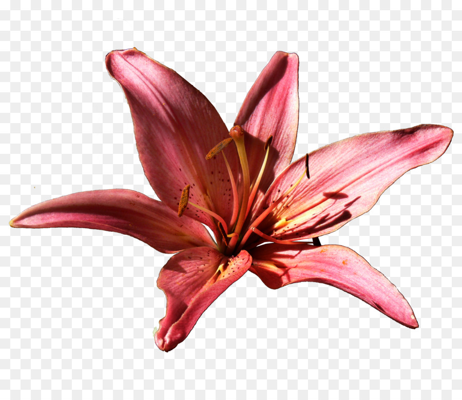 Lilium Fiore Hemerocallis Clip art - altri