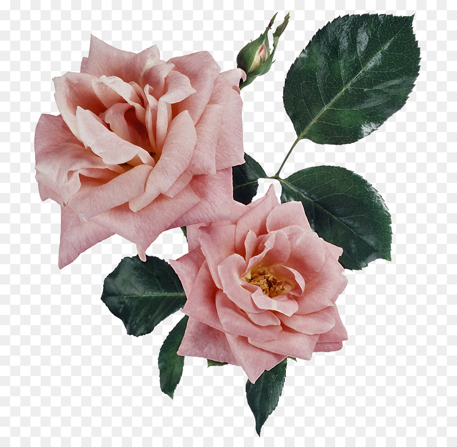 Floribunda rose da Giardino Memorial rose rose Centifolia Flower - fiore