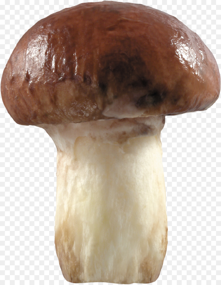 Pilz Mushroom Clip art - Pilz