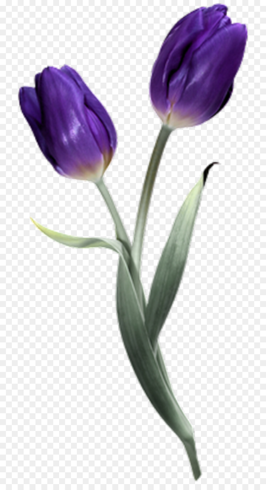 Tulpe Blume PhotoScape PaintShop Pro - Tulip