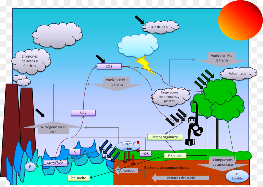 Biogeochemischen Zyklus Biogeochemie Chemische element Ökosystem Wasserressourcen - Orange