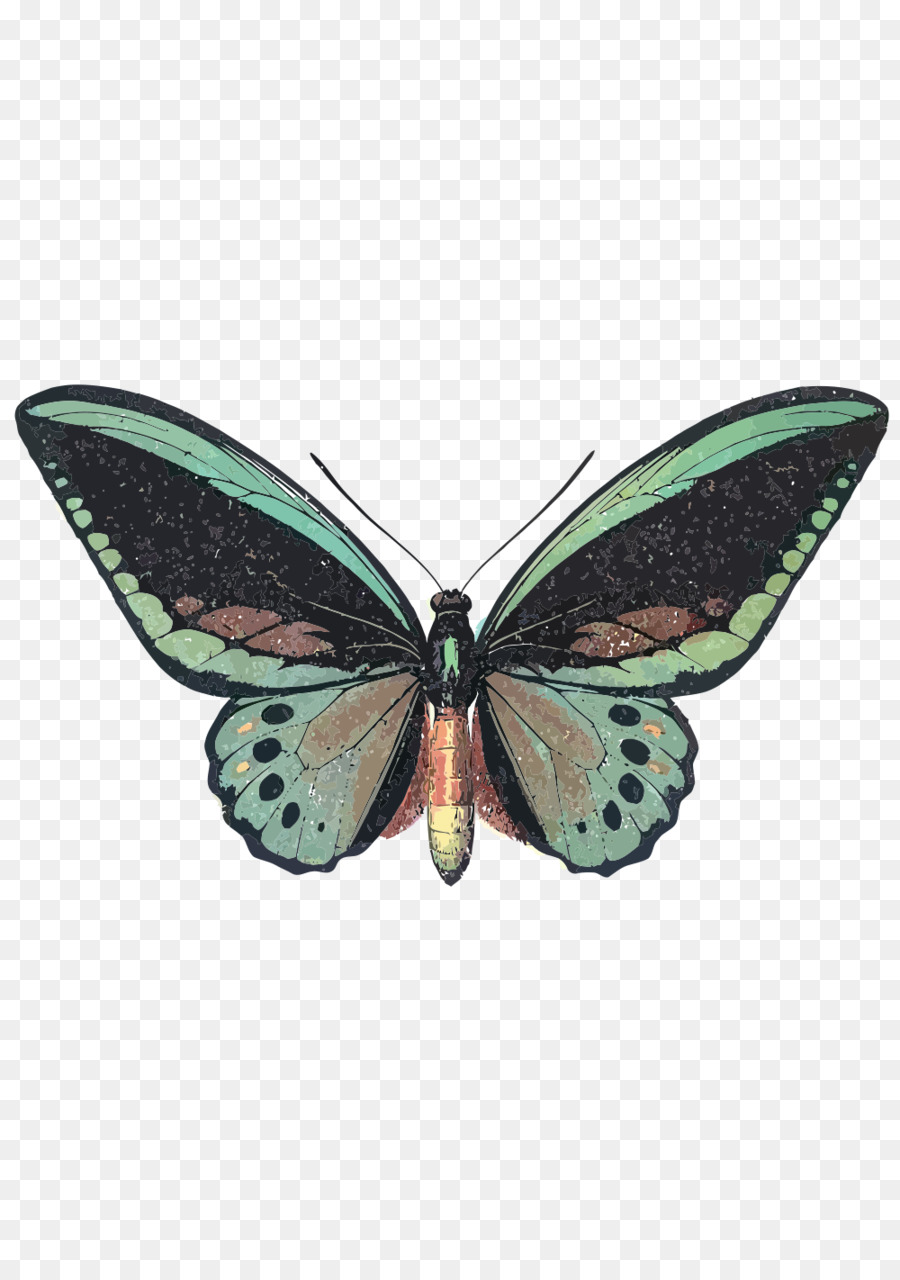 Farfalla Ornithoptera priamus Birdwing Insetto Morpho peleides - farfalla