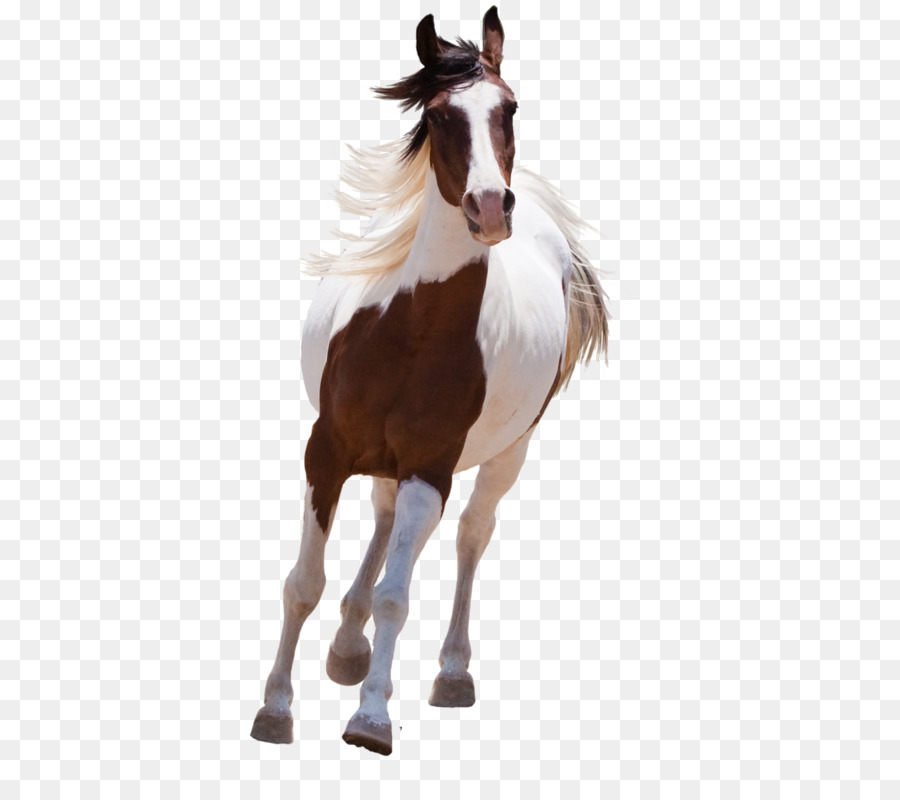 American Paint Horse Mustang Arabian horse Hengst - Mustang
