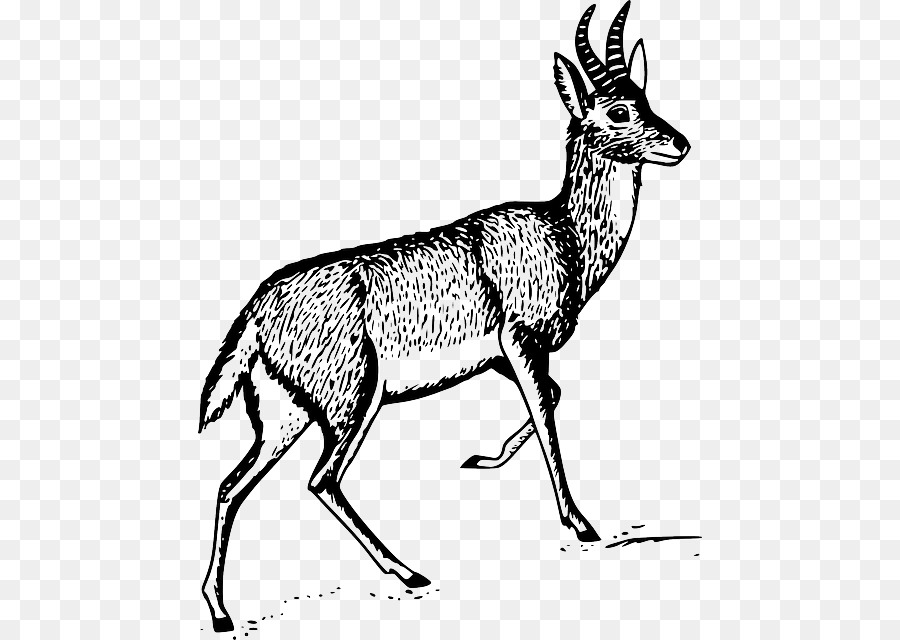 Antelope Line Art