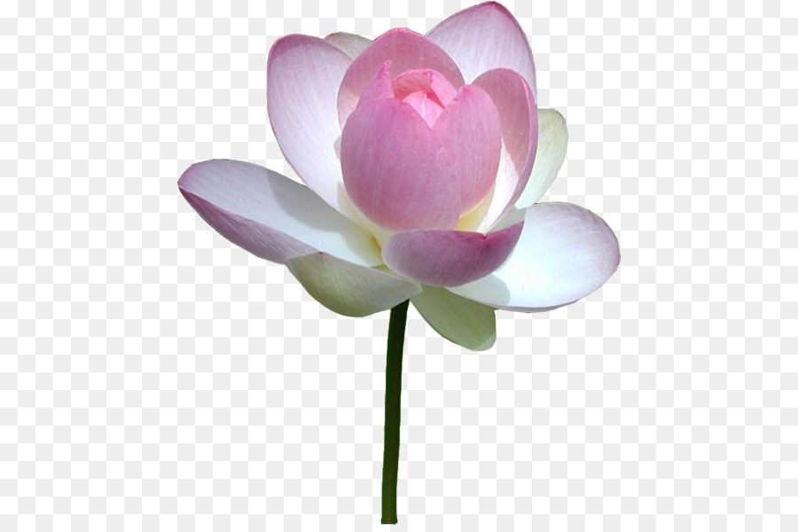 Nelumbo nucifera Wasser-Lilien-Blume Pink - Seerosen
