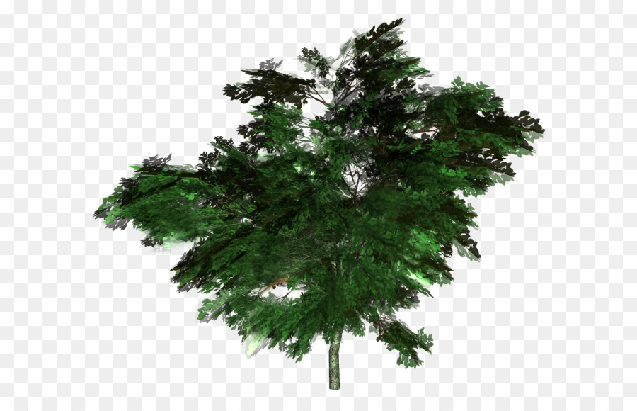 Fir Tree Forest Arecaceae Clip-art - Baum