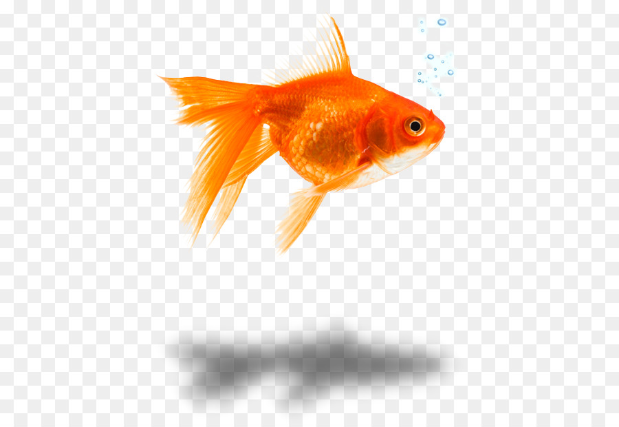 Goldfish Alimentatore pesce di biologia Marina di Close-up - altri