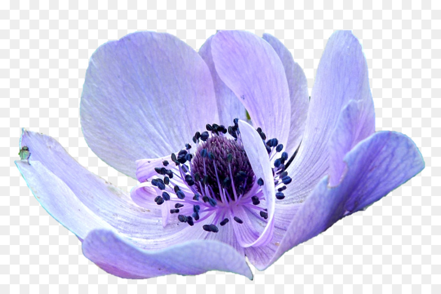 Fiore Fioreria Anemone Anemone apennina Viola Innovazione - fiore