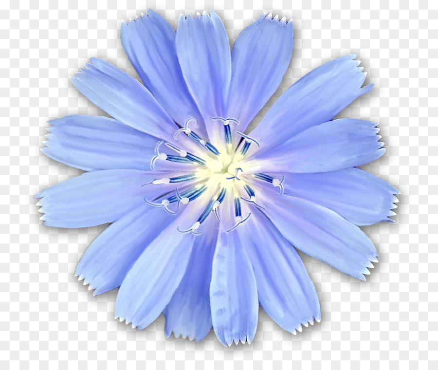 Chicory Hoa Dolly Sods Hoang Dã Nhiếp Ảnh Màu Xanh - hoa