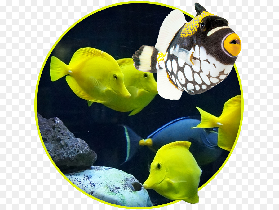 Coral reef fish Aquarium Meeresbiologie Meeresfische - chinesischen mid autumn wind