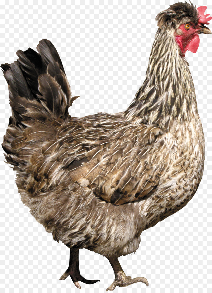 Feste, weiße Huhn als Lebensmittel Fried chicken - Hahn