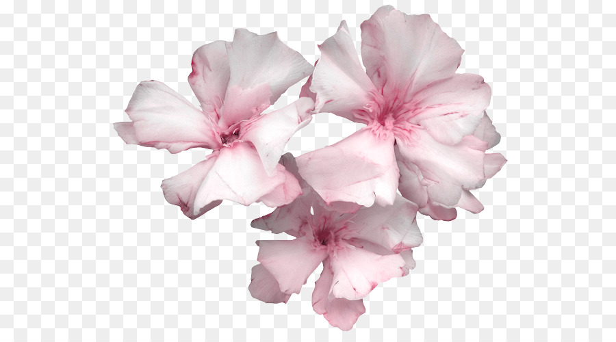 Azalee Schneiden, Blumen Blütenblatt Pseudanthium - Blume