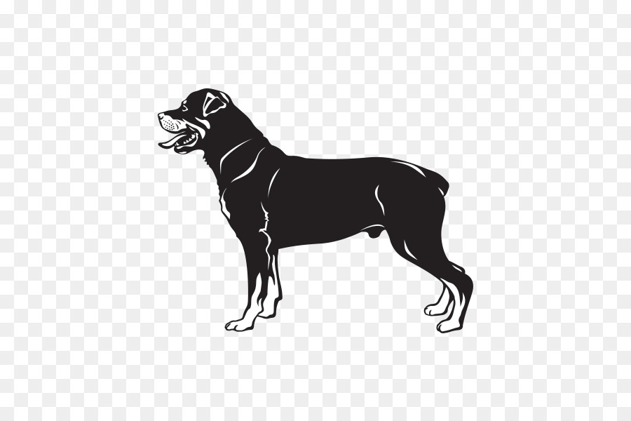 Rottweiler Võ sĩ quyền anh giống Chó - những người khác