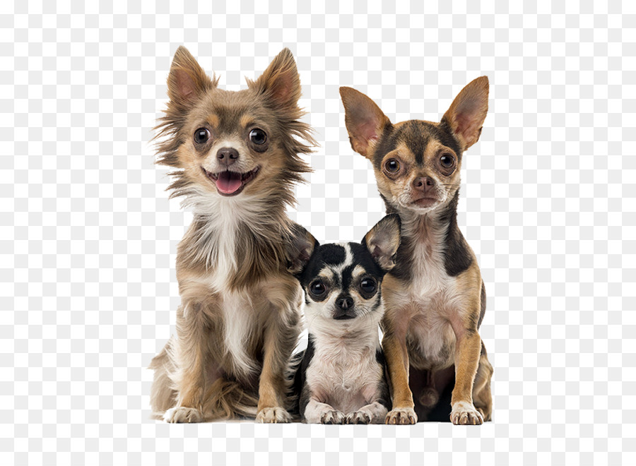 Chihuahua Russkiy Toy Cucciolo di Bolognese cane Bichon Frise - cucciolo