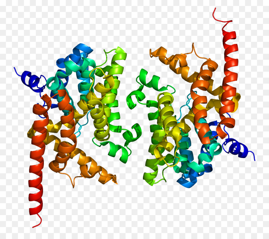 der cGMP spezifischen phosphodiesterase Typ 5 Zyklischen Guanosinmonophosphat Cyclic nucleotide phosphodiesterase PDE9A - Herz