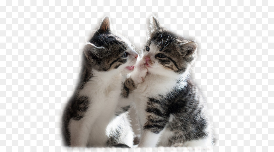 Kitten Maine Coon Niedlichkeit Puppy Desktop Wallpaper - Kätzchen