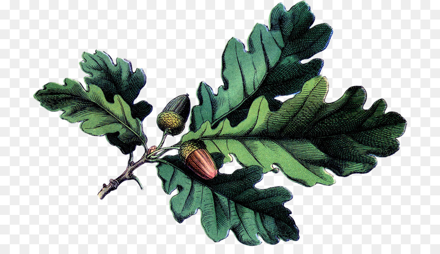 Eichel botanische illustration White oak Botanik Blatt - Acorn