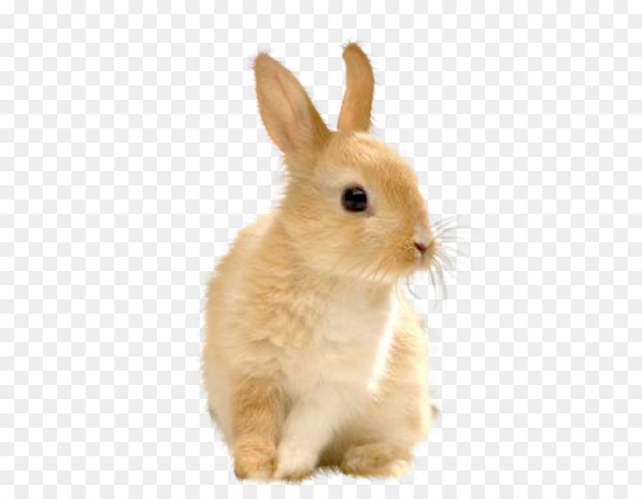Coniglio coniglio Europeo di Pasqua, Bunny, Lepre - coniglio