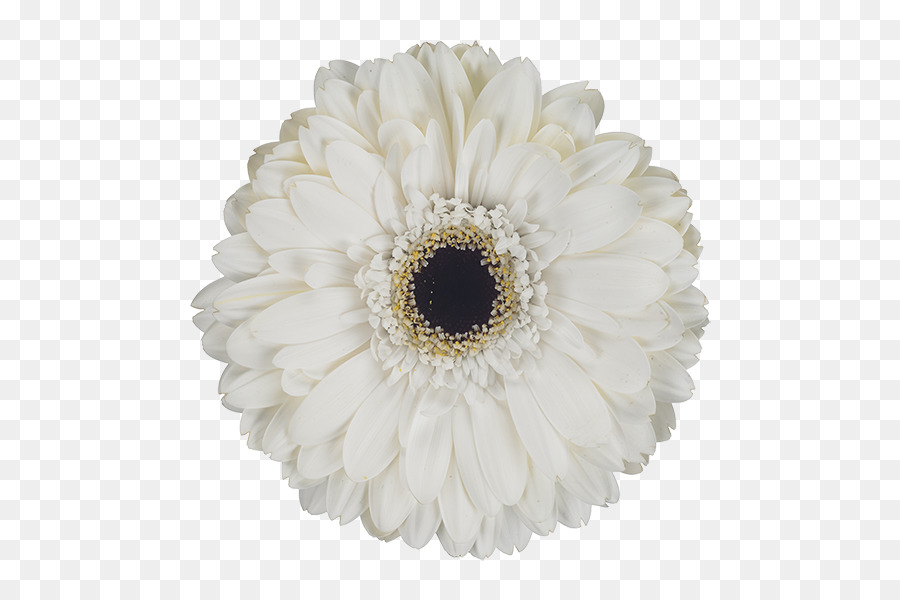 Transvaal daisy Schneiden, Blumen Blütenblatt - andere