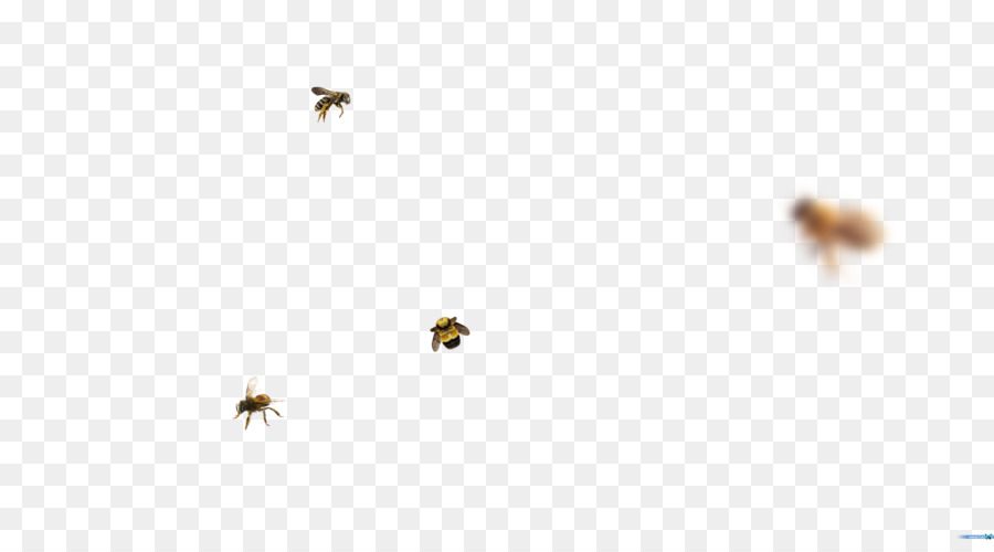 Honey bee Peste Sky plc - ape
