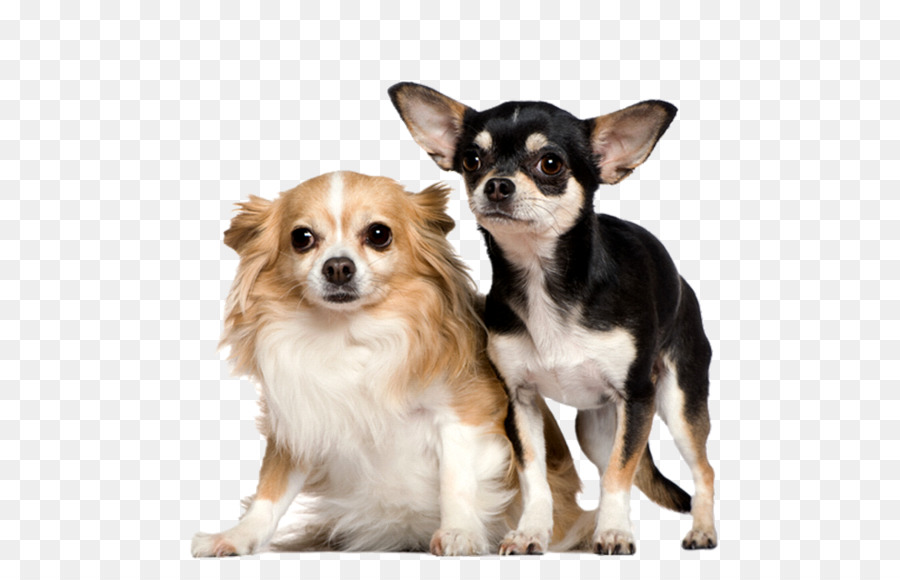 Chihuahua Cucciolo Di Schnauzer Nano Gatto Pug - cucciolo