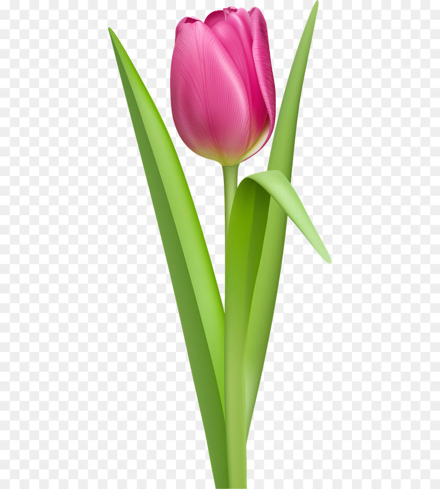 ClipArt tulipano - Tulipano