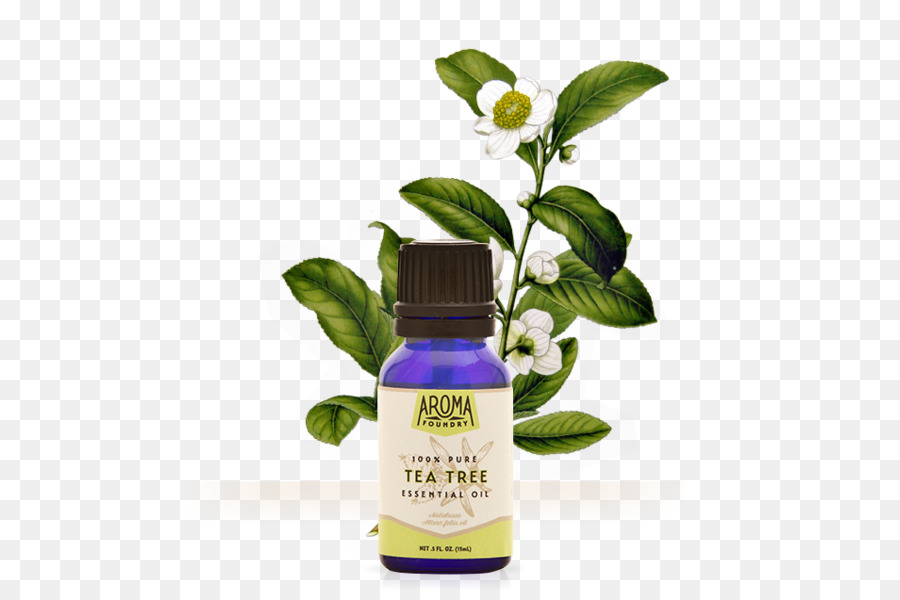 Olio dell'albero del tè Camellia sinensis, tè alle Erbe e olio Essenziale - tè