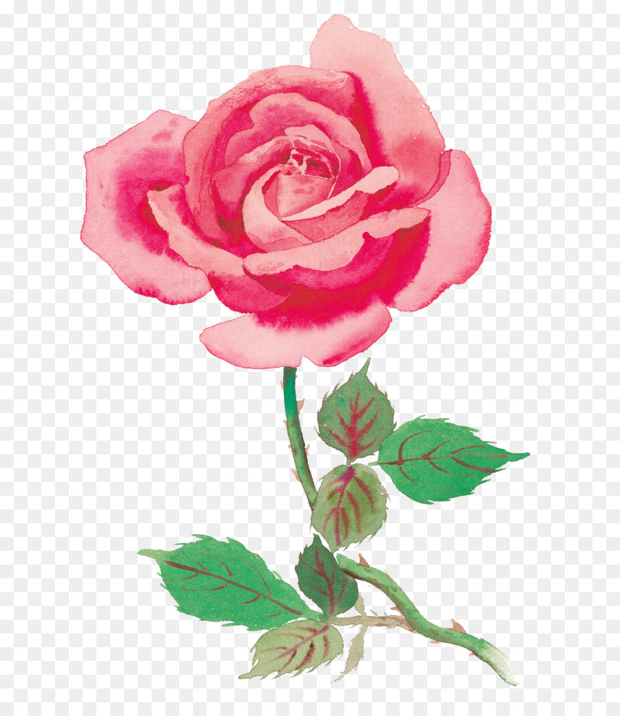 Rose di fotografia di Stock, Clip art - rosa