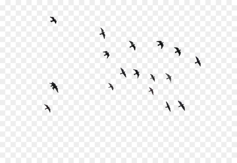 Chim Máy tính Biểu tượng Clip nghệ thuật - con chim