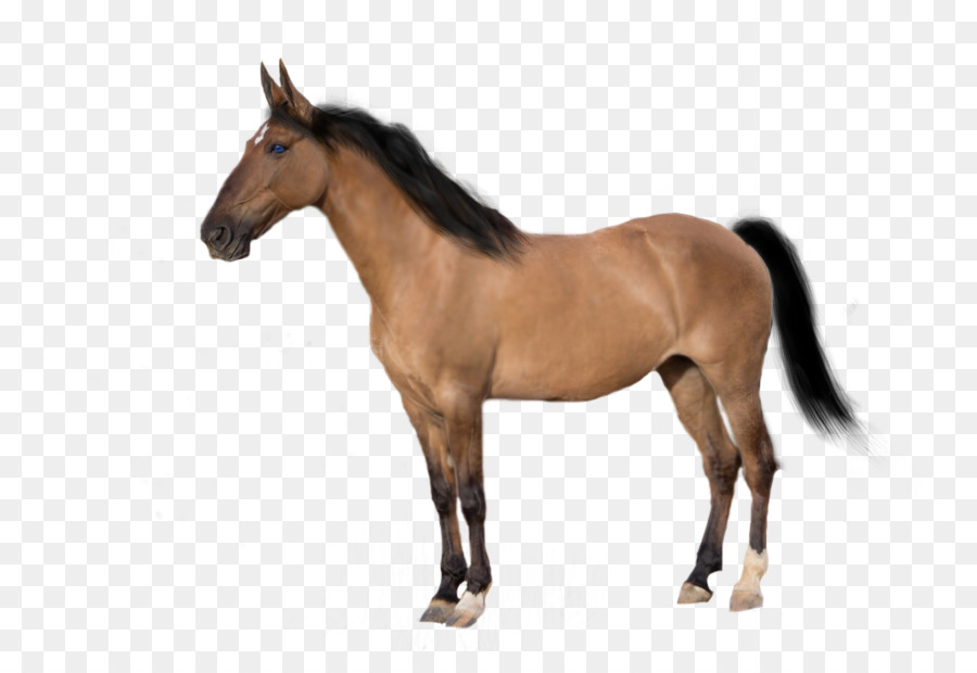 Mustang ngựa ả Rập con Ngựa Pony Appaloosa - mustang