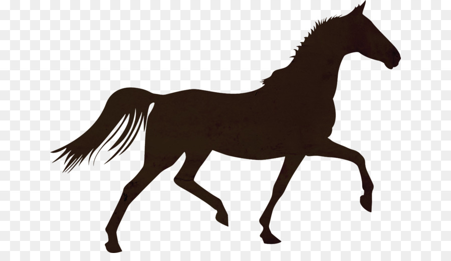 Con Ngựa Colt Ngựa Con Ngựa Mare - Con ngựa