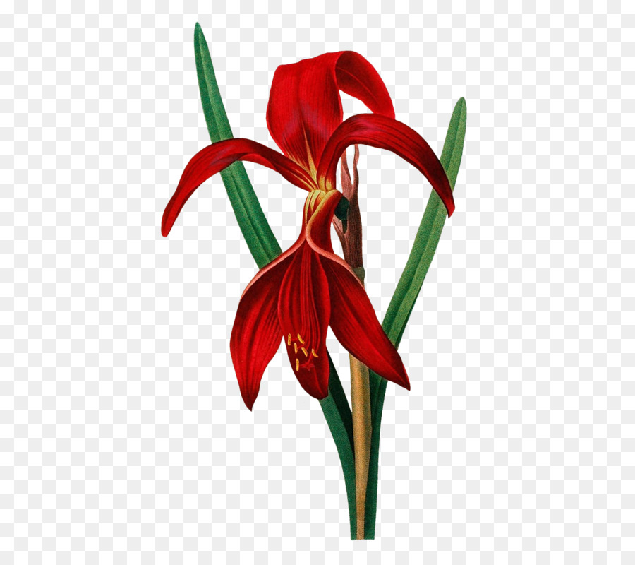 Amaryllis-Schnittblumen - Blume