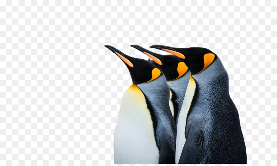 Kaiser-Pinguin-Desktop Wallpaper 4K-Auflösung - Pinguin