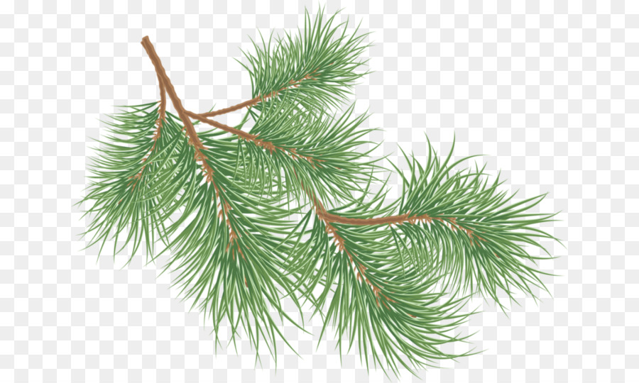 Lá kim nón Pine - Giáng sinh