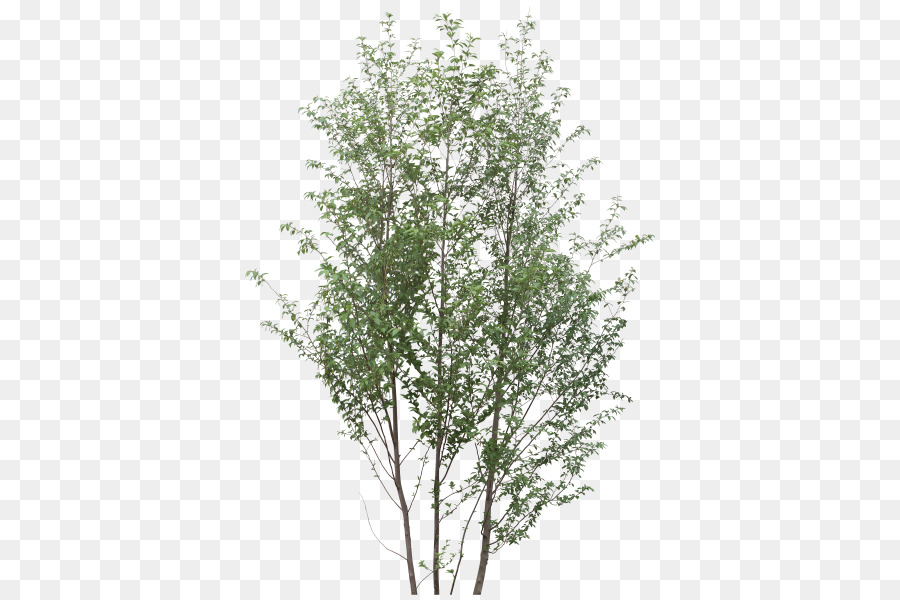 Strauch-Baum-Zweig, Pflanze - Baum