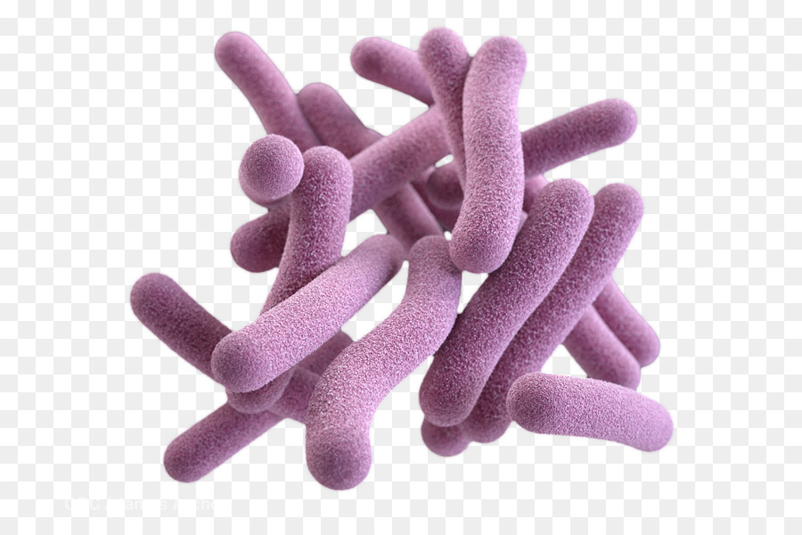 I batteri patogeni Gram-positivi, batteri, Funghi Mycobacterium tuberculosis - altri