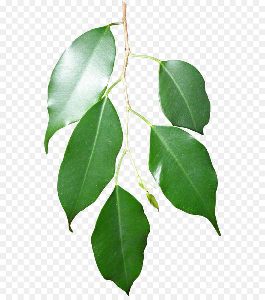 Blatt, Zweig, Sumpf-Spanische Eiche Zweig, Pflanze, Stamm - Blatt